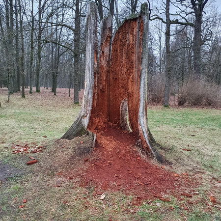 old oak, rotting trunk. View from the city park, lets protect nature concept, save the planetの写真素材