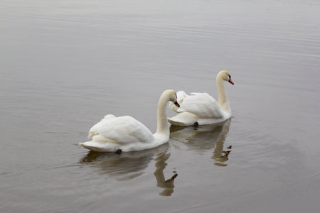 Two beautiful white swans swim in the water. Animals in the Wild , nature backgroundの写真素材