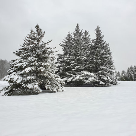 Wonderful winter landscape, snowy spruces. Natural beauty of nature. Europe, Lithuania January 2021の写真素材