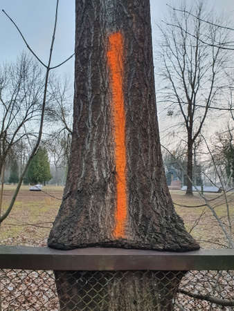 A tree trunk will grow in the fence. Images of nature, backgroundsの写真素材