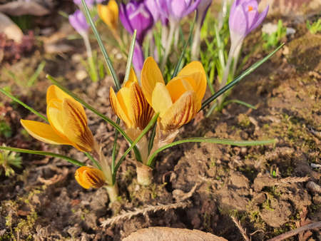 Crocus blooms in spring, cold temperature copy space
