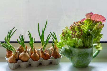 Lettuce grows on a windowsill in the shape of a sprinkler in a green bowl and sprouting green onions in eggs package. Recycling, idea., growing, recycled, container, kitchen.の写真素材