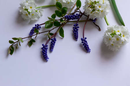 Spring flower white and blue rustic vintage background. Background for calendar, postcard, gift paper, wallpaper copy spaceの写真素材