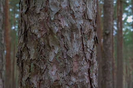 pine tree trunk in a pine forest. Natural bark background, texture, abstract, copy space