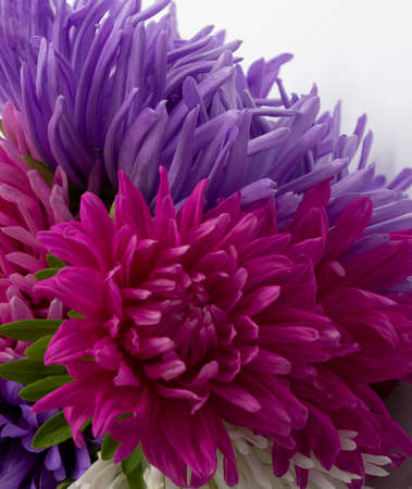 Multicolored autumn flowers asters on a white background. Birthday, Mothers Day card, invitation....