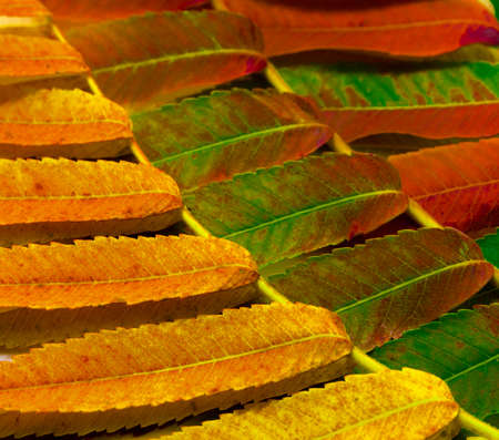 autumn colors yellow, orange, red, green tree leaves background. Autumn mood., pattern, wallpaper....