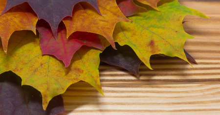 multicolored maple leaves, autumn leaves on rustic wooden background , thanksgiving background, copy spaceの写真素材