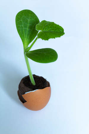 seedling growth in the eggshell, organic farming,eco friendly spring sprouts, zero waist,...