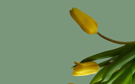 Yellow tulips, green leaf on a dark greyish lime green background. Copy space, greeting card, postcard, banner, cover mockup, for your design, horizontalの写真素材