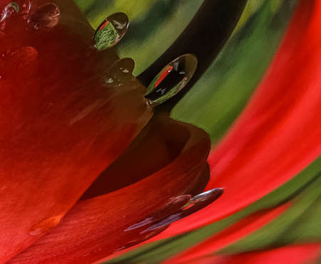red tulip with rain droplets abstract creative background. Copy space, greeting card, postcard, banner, cover mockup, for your design verticalの写真素材