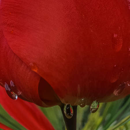 red tulip macro with rain droplets abstract creative background. Copy space, greeting card, postcard, banner, cover mockup, for your design verticalの写真素材