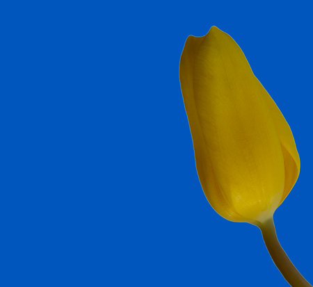 Yellow tulips isolated on white background copy space, greeting card, postcard, banner, cover, mockup, for your designの写真素材