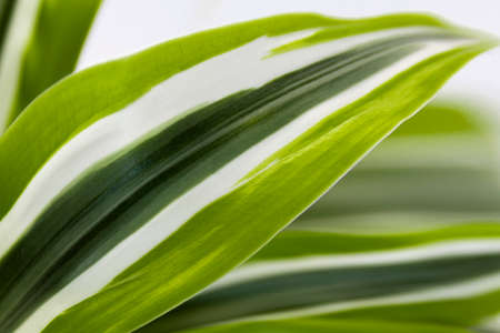 soft blurred green, white leaf as background. Beautiful leaf background. Cover pages, close-up of macro with copy space for text. Greeting card, postcard, banner, cover, mockup, for your designの写真素材
