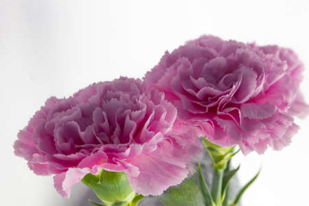 pink carnation flowers on white background copy space, greeting card, postcard, banner, cover, mockup, for your design horizontalの写真素材