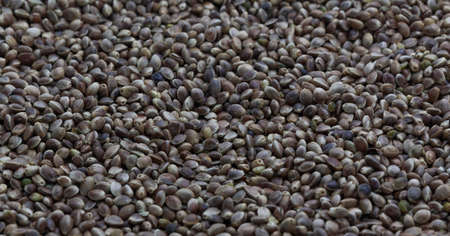cannabis seeds as background, copy space top view horizontal. Banner, cover, mockup, for your design, horizontalの写真素材