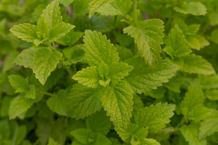Lemon balm, common balm or balm mint. Melissa officinalis growingの写真素材
