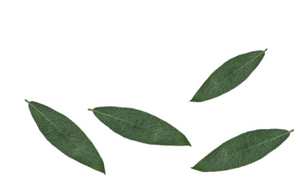 Sage herb Salvia officinalis leaves isolated on white background. Herbの写真素材