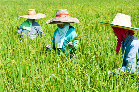Farmers harvesting rice in  Thailandのeditorial素材