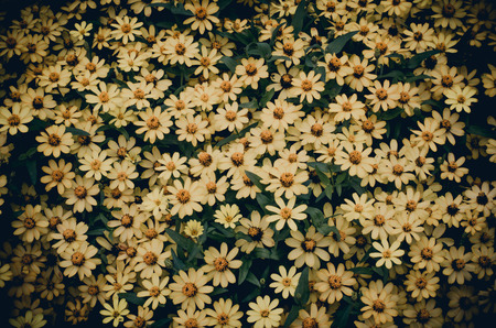 Yellow flowersの写真素材