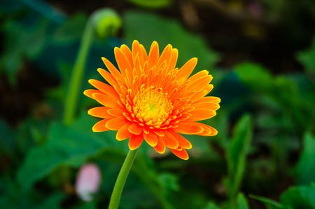 Gerbera flowerの写真素材