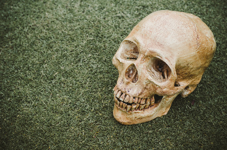 Human skull (cranium) on grassの写真素材