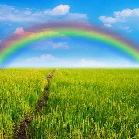Beautiful rainbow stretched across the sky verdant rice fields after the rain.の写真素材