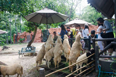 The animals are happy to take food from the hands of tourists entering.の写真素材