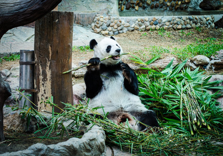 Pandas eat bamboo happily.の写真素材