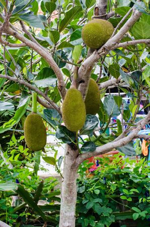 jackfruit