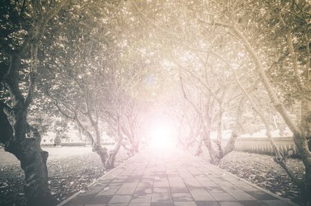 Destination Tunnel Tree lightingの写真素材