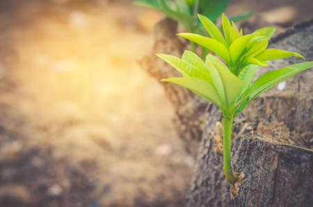 Green tree A new beginning that happen in the golden in the morning.の写真素材