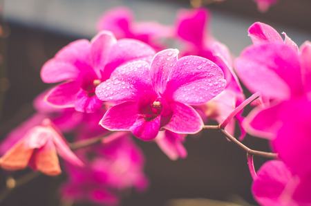 Pink orchids beautiful flowersの写真素材