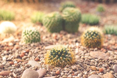 Cactus Gardenの写真素材