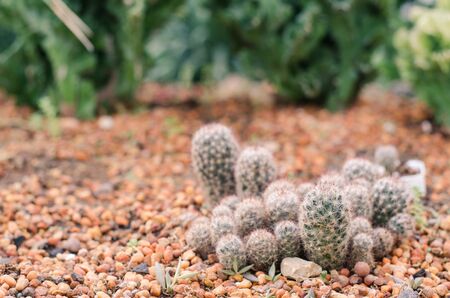 Cactus Gardenの写真素材