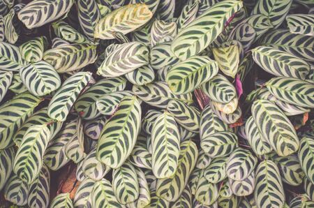 Tree Leaf backgroundの写真素材