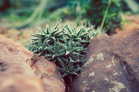 Cactus Gardenの写真素材