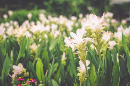 White curcuma siam tulips in a fieldの写真素材