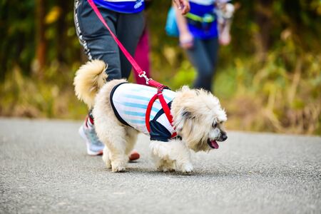 dog running exercise on the road with owner, exercise in the morningの写真素材