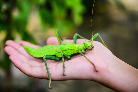 Phylliidae, green in the hand. Phylliidae are shaped like leaves and patterns on the body that are similar to the leaves of leaves.の写真素材
