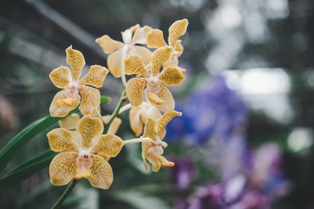 orchids beautiful flowers blooming in spring decorate the beauty of nature