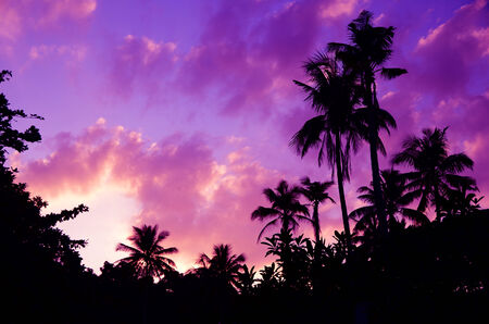 sunset with palm treeの写真素材