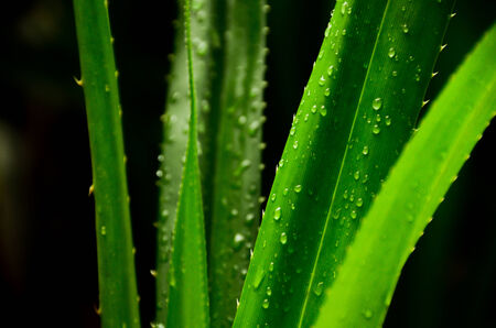 raindrop on the leafの写真素材