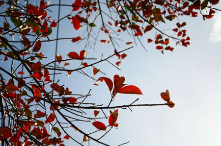 leaves in autumnの写真素材