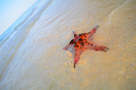 red sea star on the beachの写真素材