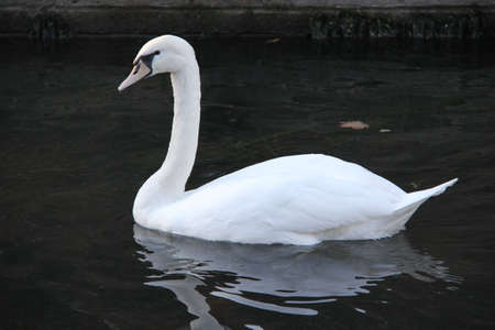 Swan Swimming in the Waterの写真素材