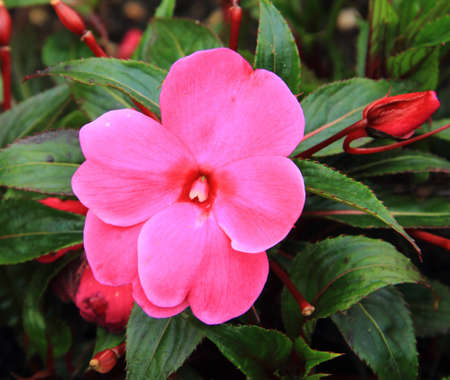 Pink Flowerの写真素材