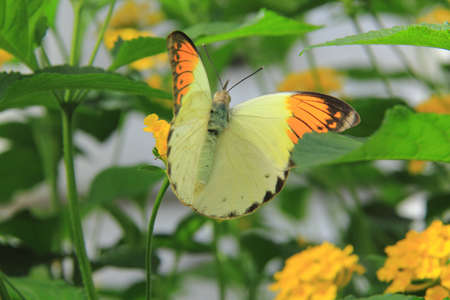 Giant Orange Tip Butterfly