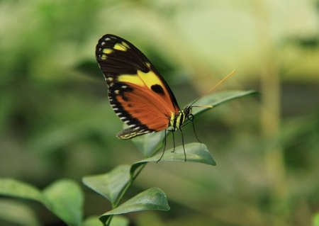 Orange and black butterfly perched on a leafの写真素材