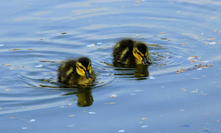 Two ducklings swimming on a pondの写真素材