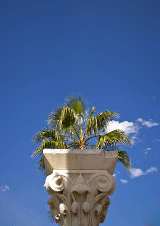 Palm tree behind a pillarの写真素材